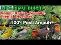 suara pikat burung kombinasi sogok ontong, kemade, korlap, dan prenjak nyetarter❗