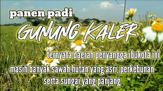 Hamparan sawah||Di Desa Gunung Kaler||Tangerang||@ravaravichannel4733 #gunungkaler,#desalumalang,