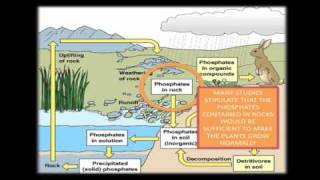 Phosphates and Eutrophication.m4v