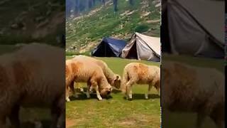 Beauty Of Kashmir | The Heaven on Earth | 18 August 2019