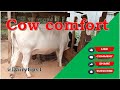 COW COMFORT (SIMPLE AND AFFORDABLE BEDDING)