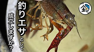 【ウキ釣り】ザリガニで海釣り　何が釣れる❓