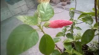 ABOUT TO BLOOM RED HIBISCUS