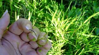 Erpobdella Leech in Pond