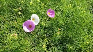 世羅高原 そらの花畑 花の森 へ行って来ました～  天気よかった～