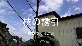 枝の誘引 輪の作り方