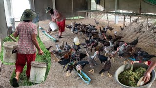 How to make money from raising chicken farm