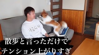 【パピヨン】散歩大好きハードな道のり