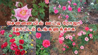 சென்னையில் ஊட்டி ரோஜா தோட்டம் உங்களுக்காக | rose garden vlog | beautiful roses for stress free