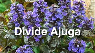 Dividing Perennials | How To Divide Ajuga Bugleweed Groundcover