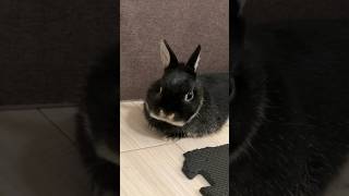 構ってほしいうさぎが可愛すぎました　#short #bunny #rabbit