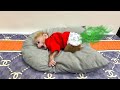 Monkey Momo poops in diapers! Call mom to help baby change diaper - Family Mo & Na