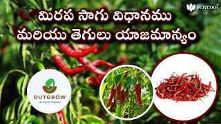 వ్యవసాయ పంట ఉత్పత్తి | Agriculture Crop Production | Farming Solutions | Outgrow