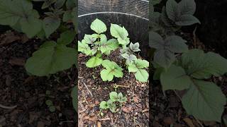 How to Grow #Potatoes in Containers | #Gardening for #Beginners | #farming #tips