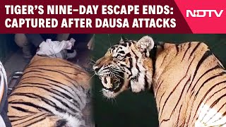 Rajasthan Tiger News | Tiger Captured After Nerve-Wracking Chase Ends In Rajasthan Home Kitchen