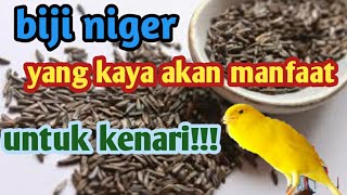 manfaat biji niger dan kandungannya