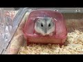 掃除後の砂場で遊ぶハムスター🐹