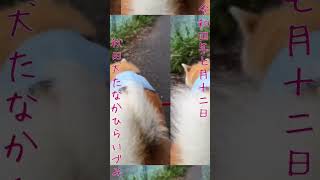 【秋田犬】たなかひらいづみ【2022年7月12日あさんぽ】