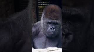 辺りを見回すゴリラ ハオコ Silverback gorilla Haoko looking around 【上野動物園】