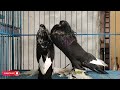 most beautiful fancy pigeon সবচেয়ে সুন্দর অভিনব কবুতর