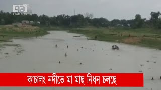 কাচালং নদীতে  চলছে মা মাছ নিধন | Agriculture | News | Ekattor TV