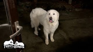 町の家でのんびり静養中のルンルンです　Great Pyrenees　グレートピレニーズ