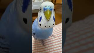 カメラを近づけると… #セキセイインコ #インコ #インコ兄弟 #birds #budgies #ocean #shorts