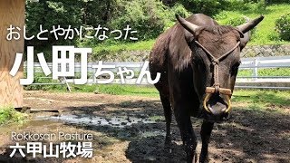 おしとやかになった小町ちゃん【六甲山牧場】なんだかちょっとお姉さん!? になった但馬牛の小町ちゃん♡