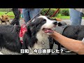 人の都合でバラバラになった犬たち