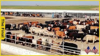 The Incredible Scale Of U.S. Cattle Farming: 100,000 Cows And Counting - Farming Documentary