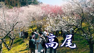 TOKYO. Takao Baigo Plum Festival 2019 #4K #高尾梅郷