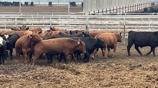 6U Cattle Company 910# Angus X Steers