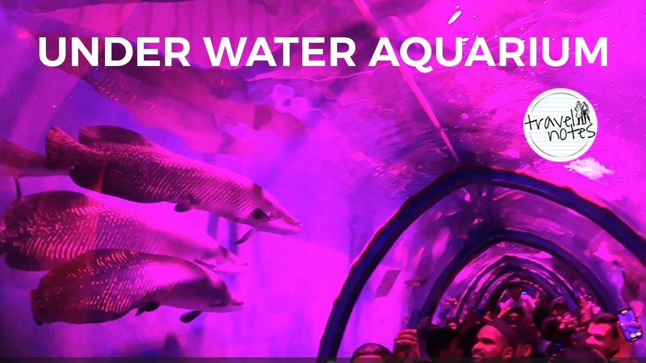 Underwater Tunnel Aquarium Exhibition In Balanagar Hyderabad | Near ...