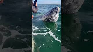 Big Baleen Whale Smile! #reels #graywhale #mexico