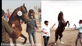 Stallion :-  sartaj | Show time Performance | Yashpal Singh jadeja | Awesome kathiyawari horses |