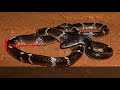 20 species of snakes found in the western ghats of india