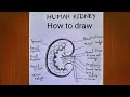 How to draw a Kidney / internal structure of kidney drawing / kidney diagram drawing / step by step