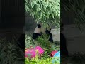 大熊猫萌兰 么么儿吃着竹子 panda 大熊猫 cutepanda menglan cute 萌兰