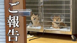 【ご報告】愛犬の退院が決まりました！