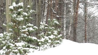 Снегопад в лесу, падает снег, Snowfall in the forest