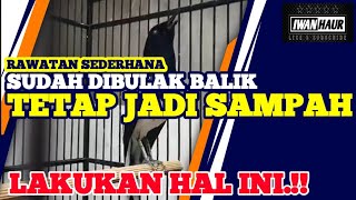 UNTUK KACER YANG TERLANJUR JADI SAMPAH | BUAT RAWATAN SIMPLE SAJA