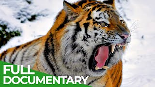 Wildlife  Episode 1 Tiger Lion Leopard And Jaguar - The Four Big Cats  Free Documentary Nature