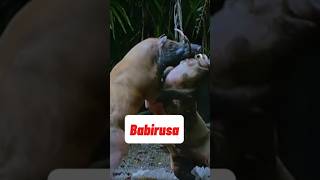 Babirusa Rare Animal of Sulawesi #animals #rareanimal #naturelovers #Amazingcreature#fyp