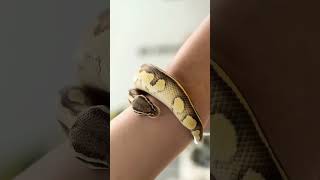 Kate sr ka saap #snake #venom #viralvideo #shorts #facts #viralshorts #relax #time