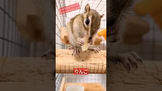 【もぐもぐタイム】シャリシャリ旨い🐿🍎（ムック♂） #cute #chipmunk #shorts