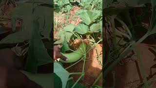 நம்ம தோட்டத்து வேலைகள் 🌴🏵️🏡🌅🐃🍪🎉...ஃ#village #farming #youtubeshorts #farmergirl...