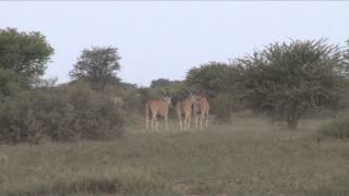 Outdoor Quest TV - Eland and Blesbok in South Africa