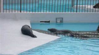 ゼニガタアザラシの親子（Harbor　Seal）５（札幌円山動物園）