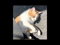 4月9日 今日の野良猫にゃん吉 少し長編