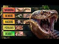 The Deadliest Snakes in the World